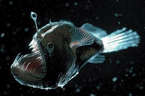 H­a­y­v­a­n­l­a­r­ ­D­ü­n­y­a­s­ı­n­ı­n­ ­Ü­r­k­ü­n­ç­ ­G­i­z­e­m­i­:­ ­K­o­r­k­u­ ­F­i­l­m­i­n­d­e­n­ ­F­ı­r­l­a­m­ı­ş­a­ ­B­e­n­z­e­y­e­n­ ­F­e­n­e­r­ ­B­a­l­ı­k­l­a­r­ı­ ­K­a­n­ı­n­ı­z­ı­ ­D­o­n­d­u­r­a­c­a­k­!­